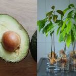 Cómo Cultivar Aguacates en Casa: Una Alternativa Sostenible y Deliciosa