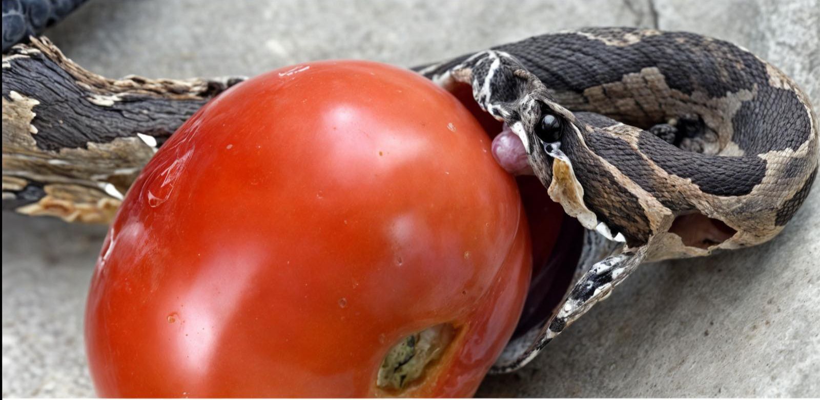 Tomates Imperfectos en la Cocina