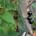 Hierba Mora: El Milagro Natural que Renueva y Sana la Vida