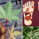 Usos Medicinales De La Higuereta: Recetas, Propiedades Y Precauciones