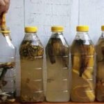 ¡Deja de Tirar las Cáscaras de Plátano! ¡Mételas en una Botella y Observa Cómo se Produce la Magia!
