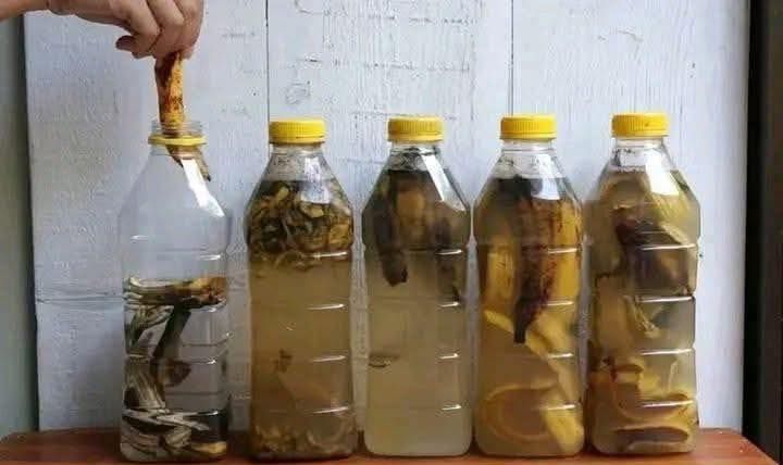 Cáscaras de plátano en botella