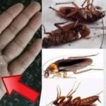 Olvídate de las CUCARACHAS: El Poder del Bicarbonato y un Ingrediente Secreto