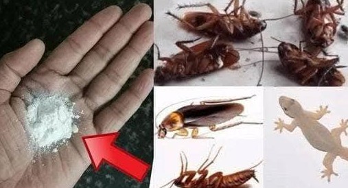 Bicarbonato de sodio y un ingrediente secreto contra las cucarachas