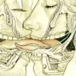 La Lengua y el Arte de Besar: ¿Qué Ocurre Cuando Nos Besamos?