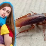 Elimina las cucarachas de tu casa con este sencillo truco casero