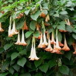 Por Qué Deberías Evitar Tener la Planta Datura en Casa: 10 Razones Importantes