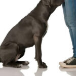 ¿Por Qué los Perros Huelen Tu Zona Privada? Una Mirada Científica y Natural