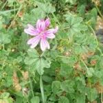 La Malva Común: La Planta Maravillosa que Cuida Tu Salud de Forma Natural