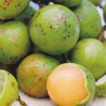 Limoncillos: descubre cómo esta fruta tropical puede mejorar tu salud cada día