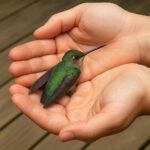 El Colibrí: Mensajero de Buenas Nuevas y Símbolo de Positividad