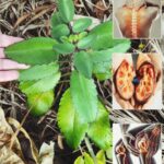 La Planta Mágica: Un Tesoro en Tu Jardín Más Valioso que Dinero
