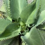 7 Beneficios del Kalanchoe que Seguro No Has de Conocer
