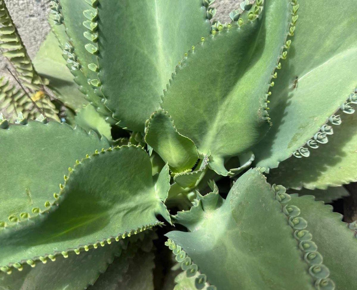 Beneficios del Kalanchoe