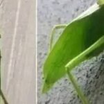 El Insecto Esperanza: Un Mensajero de Buenas Nuevas