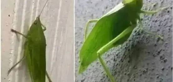 Insecto Esperanza
