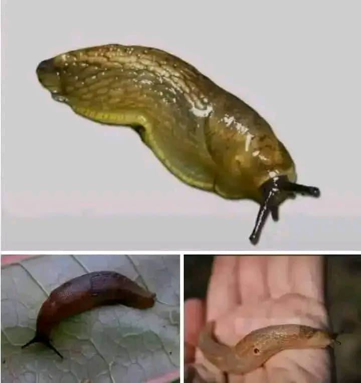 Babosa en el Hogar