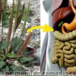 Descubre los 20 Usos del Llantén para Mejorar Tu Salud Naturalmente