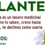 El Llantén: Un Tesoro Medicinal al Alcance de Todos