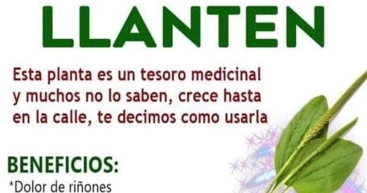 Llantén, planta medicinal