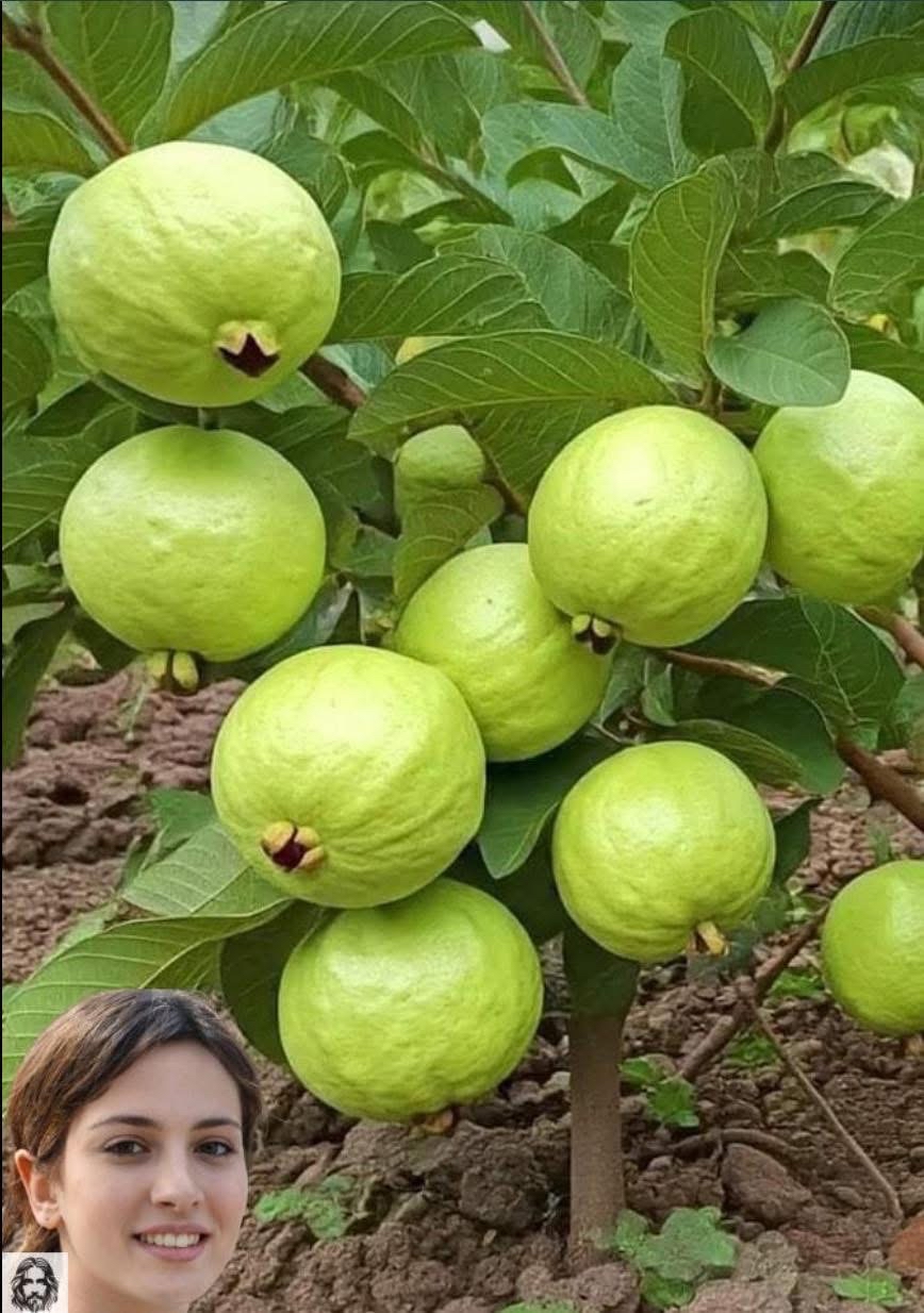 Imagen de guayaba y sus hojas