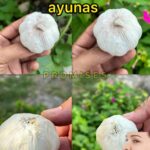 El Sorprendente Poder del Ajo Crudo en Ayunas: Beneficios y Preparación