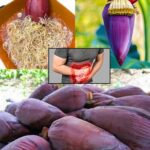 Flor de Plátano: Propiedades, Beneficios y Valor Nutricional