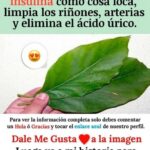 La Importancia de las Hojas de Higo: Más Allá del Fruto
