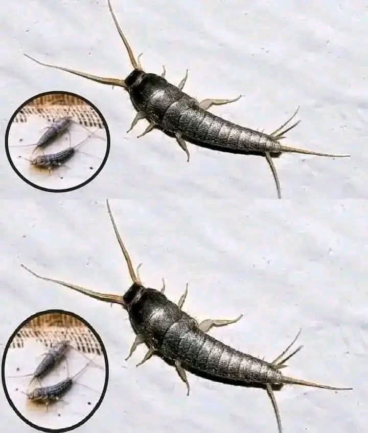 Insectos en el hogar