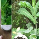 Lechuga Espinosa: Beneficios y Formas de Incorporarla a tu Alimentación