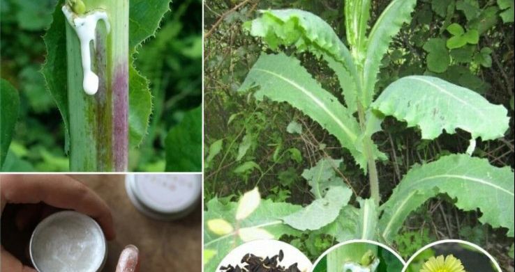 Lechuga Espinosa