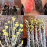 Descubriendo la Importancia de las Plantas en Nuestro Entorno