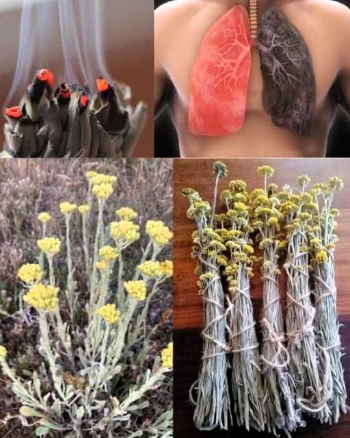Diversidad de Plantas