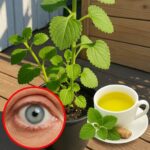 La Planta Revolucionaria que Mejora Tu Visión y Reduce la Necesidad de Gafas