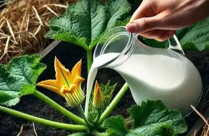 Agua especial para plantas