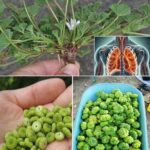 La Malva Común: Una Planta Sin Pretensiones en la Medicina Natural