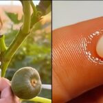 La Savia de Higos: Un Tesoro Natural Valioso