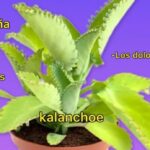 Kalanchoe: El Milagro Verde que Transforma tu Salud