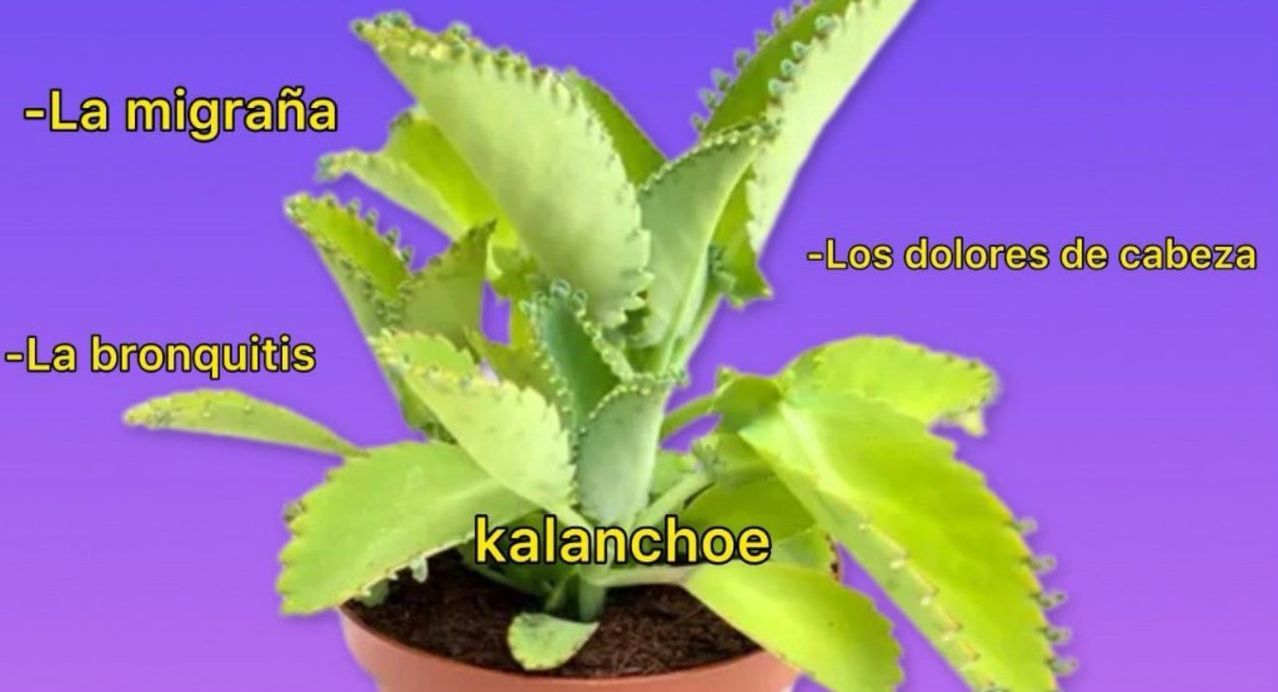 Kalanchoe: Planta medicinal