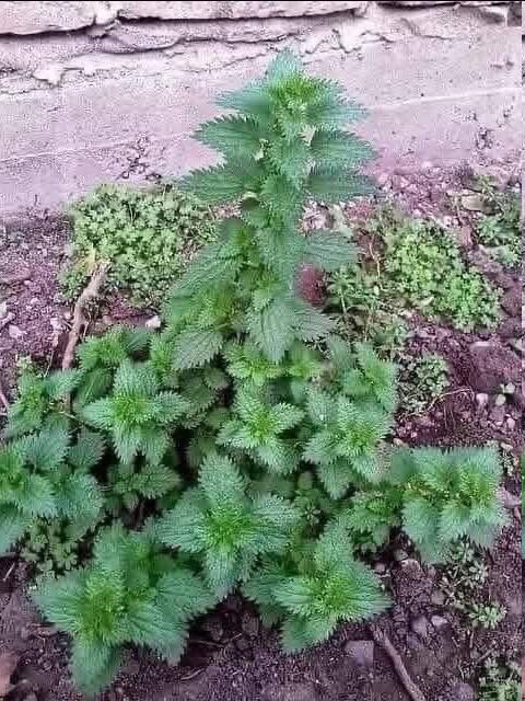 Té de ortiga preparado