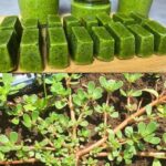 El Diente de León: Una Mina de Oro Natural