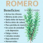 Romero: 60 Beneficios y Usos que Transformarán Tu Vida