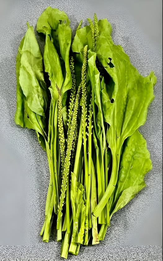 Hojas de llantén