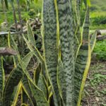 Beneficios y Usos de la Espada de San Jorge en Remedios Naturales