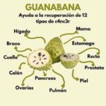 Descubre los Increíbles Beneficios de la Guanábana para la Salud