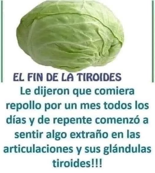 Repollo