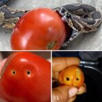 ¿Por Qué Evitar Tomates con Apariencias Inusuales?