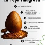 Semilla de Aguacate: El Poder Oculto que Estás Tirando a la Basura