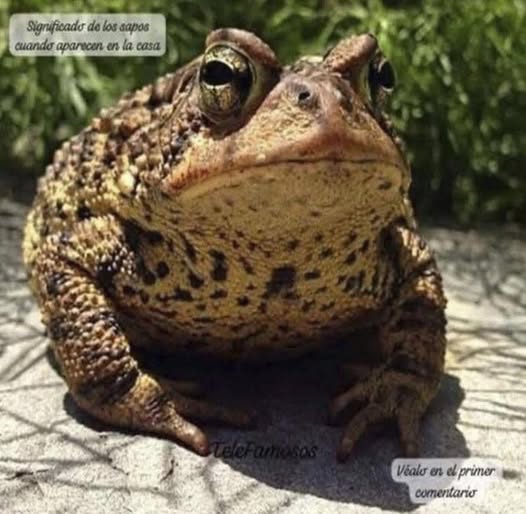 Sapo en el jardín