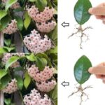 La Guía Definitiva para Cultivar Flor de Cera: Consejos y Secretos para una Plantación Exitosa